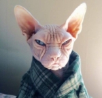 Аватара пользователя