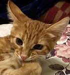 Аватара пользователя